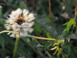 Taraxacum officinale im Herbst